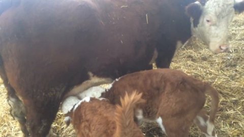 Презентация КФХ "Герефорд"