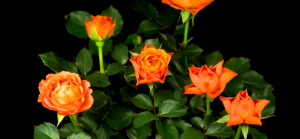 Д.Шостакович  Русский вальс