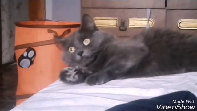 Колесо фортуны с моей кошкой | новый мем смотреть онлайн