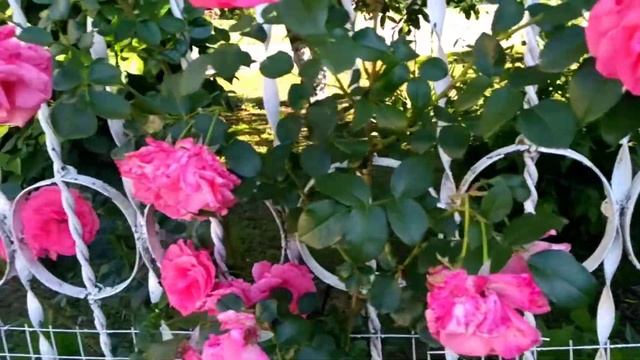 Роза "Лавиния". Лето 2021. смотреть онлайн