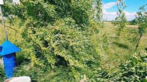 Экзотика российских #деревень Территория вокруг #храма Самарская область#внутренний#туризм с.беловк