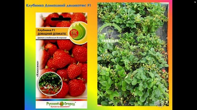 Лучшие сорта ремонтантной клубники