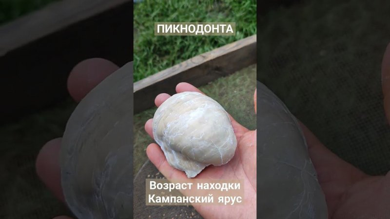 Пикнодонта Клинцовского района