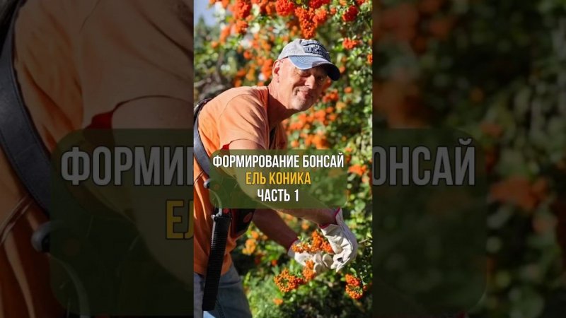 Формирование бонсай. ЕЛЬ КОНИКА. Часть 1