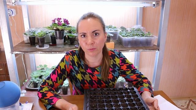 Посев лука на рассаду. Сеем лук Эксибишен, Ялтинский и Кэнди F1.
