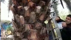 Лечим нашу пальму Гостевой дом Сириус ул Просвещения 105а Сочи , район Адлера Отдых круглый год