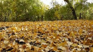 Стихи русских поэтов. Фёдор Тютчев – «Листья» (читает Юрий Коробенков)