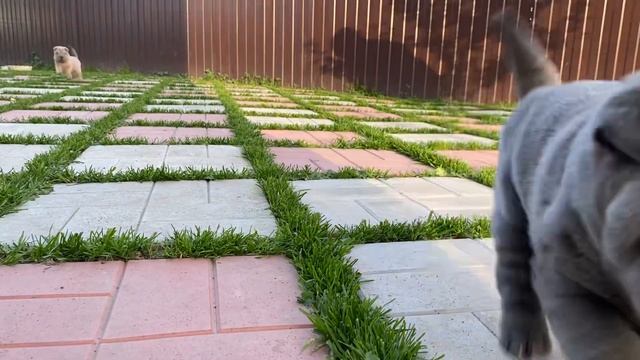 Щенки шарпея +79105553067 смотреть онлайн