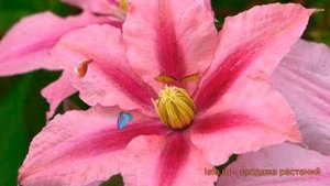 Клематис крупноцветковый Розамунд (rosamunde) ? обзор: как сажать, саженцы клематиса Розамунд