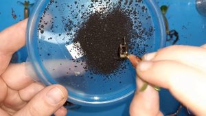 Пикировка Адениума, как подрезать правильно корень, выбираем грунт для пересадки Адениума