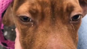 ДЕВУШКА СПАСЛА ЩЕНКА