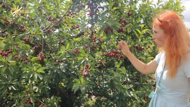 ?Cорт вишні Шалунья? смотреть онлайн