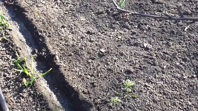 Как посеять Апрельский Лук смотреть онлайн