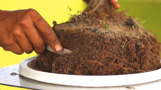 Bonsai Trees For Beginners | Ficus Religiousa Bonsai