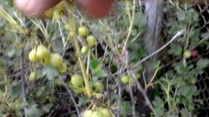 Кто то ест листву крыжовника...