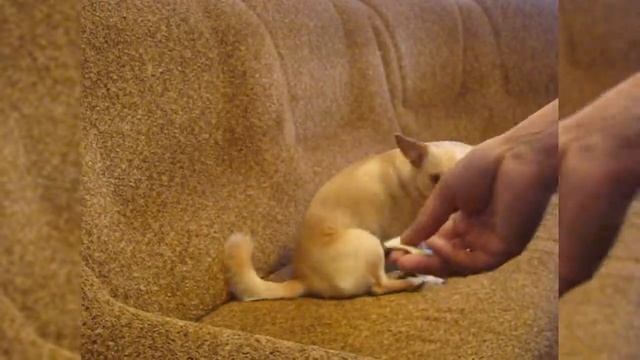 Как накормить Масю? | How to feed Masyu? смотреть онлайн