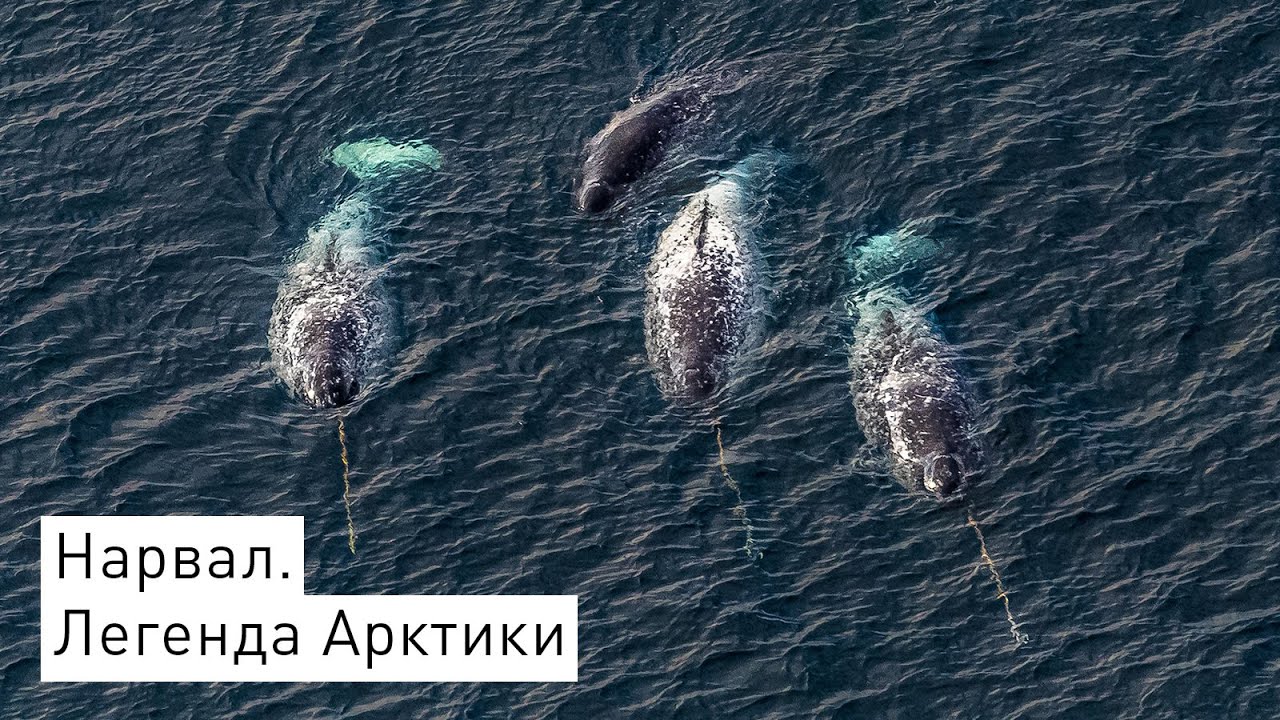 Сквозь арктические просторы к морским единорогам