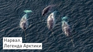 Сквозь арктические просторы к морским единорогам