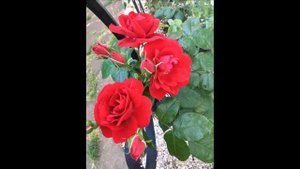 AMADEUS / Klettermaxe,  climbing rose Kordes, Certificate of Merit Bagatelle, ADR, rosier grimpant