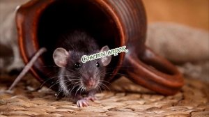 Почему нельзя оставлять нож на столе➤ УЗНАЙ! Почему Нельзя ➤НОЖ НА СТОЛЕ НА НОЧЬ