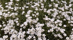 ЯСКОЛКА СНЕЖНЫЙ КОВЁР. ЯСКОЛКА МНОГОЛЕТНЯЯ 2021 год #128