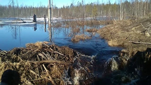 Охота на бобра на его территории. Обзор местности.