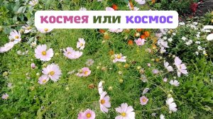 Космея или Космос?