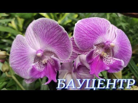 №790/ ОБЗОР орхидей в БАУЦЕНТРЕ. НОВОГОДНИИ украшения.