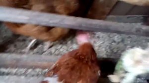 Наши куры Кичинские Юбилейные