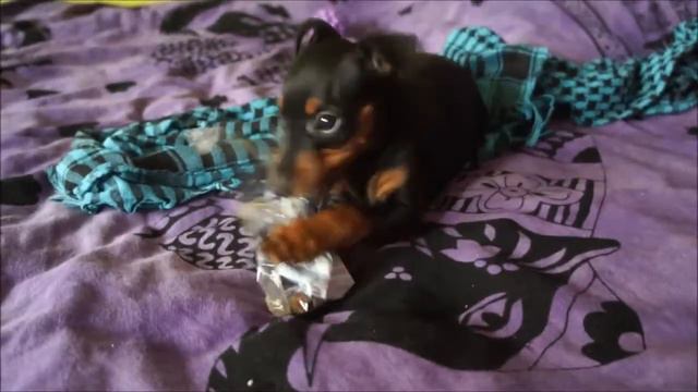 Alesya zvergpinscher / Алеся цвергушка смотреть онлайн