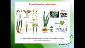 Бесполое размножение растений. Часть1.
