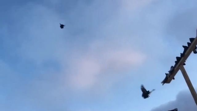 1.ч.НИКОЛАЕВСКИЕ ГОЛУБИ " РОГОВ ИГОРЬ ВЛАДИМИРОВИЧ. ЛИПЕЦКАЯ ОБЛ.Г.УСМАНЬ. П. НОВОУГЛЯНКА.5.02.2021 смотреть онлайн