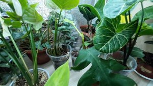 Новое освещение для растений. Обзор стеллажа и растений на нем.