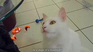 Очень крутое видео про котиков  Самая смешная подборка года про животных 2018