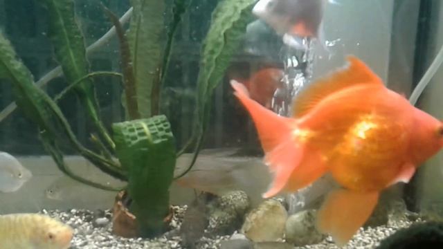 Содержание Золотой рыбки смотреть онлайн