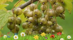 Смородина зеленая Верти ? Обзор: посадка и уход. крупномеры смородины Верти: описание и особенности