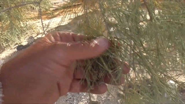 TAMARISK, Tamarix ramosissima, Saltcedar, Anza-Borrego, Sonoran Desert; or Salt Cedar смотреть онлайн