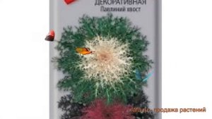 Капуста декоративная Павлиний хвост ? обзор: как сажать, семена капусты Павлиний хвост