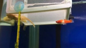 Аквариум на 400 литров. Знакомство с рыбками. Гуппи. Тетра минор. Неон. Радужница неоновая.Меченосе