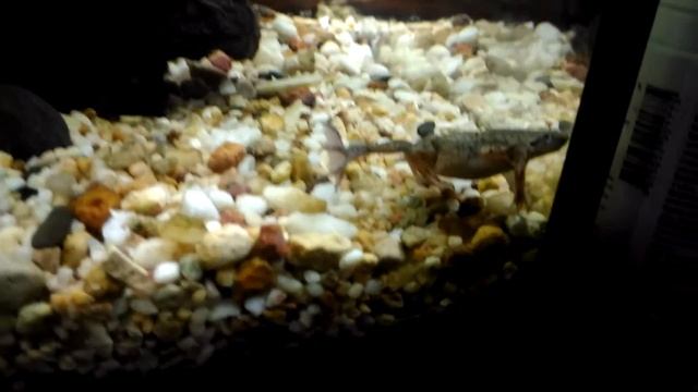 Карликовые лягушки в аквариуме. смотреть онлайн