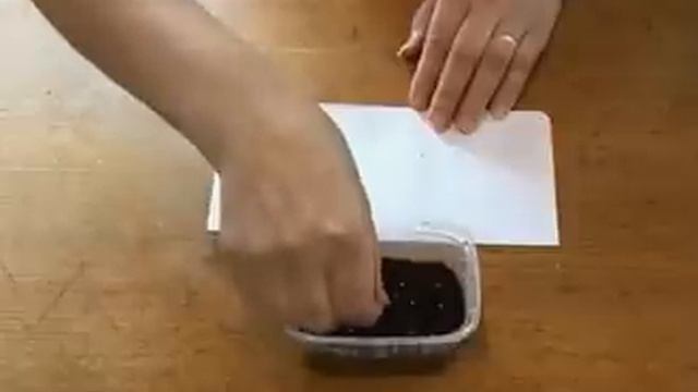 Посадка семян петунии смотреть онлайн