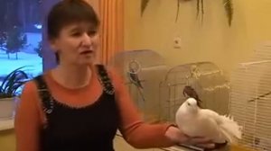 В НЕФТЕКАМСКЕ ОБЪЯВИЛСЯ ГОЛУБЬ ПОТЕРЯШКА