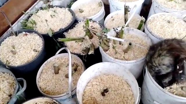 георгины , как правильно упаковать для сохранения сортов. смотреть онлайн