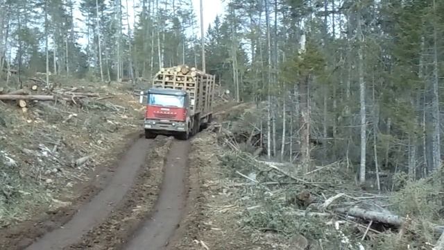 IVECO ЛЕСОВОЗ на бездорожье