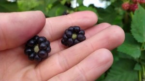 ЕЖЕВИКА Тройная Корона . Урожайность год после посадки ...