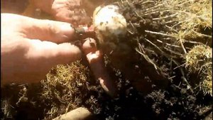 ОЗИМЫЙ ЧЕСНОК выращиваем в Сибири