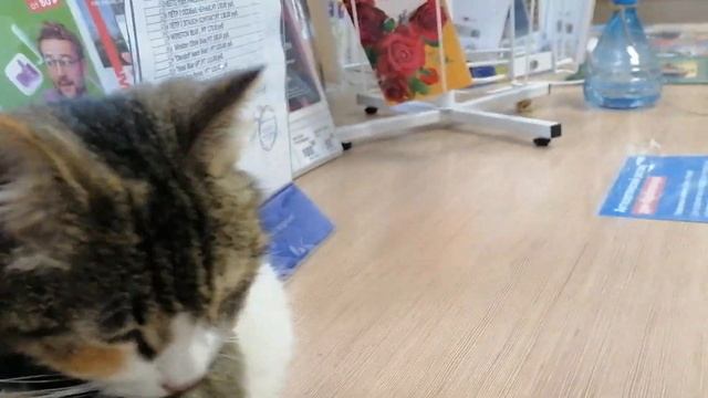 Коты на службе.Банк России.Почта Банк. смотреть онлайн