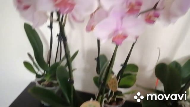 # Phal. ФАНТОМ_что у него нового?! #Куча новинок, подарки на день рождения #?????? смотреть онлайн