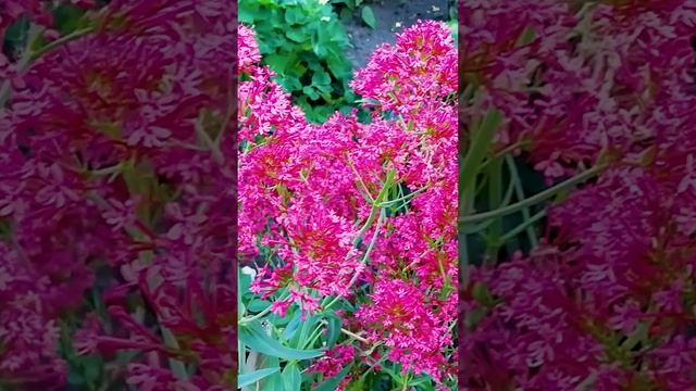 Кентрантус (Centranthus)? Красная валериана.?