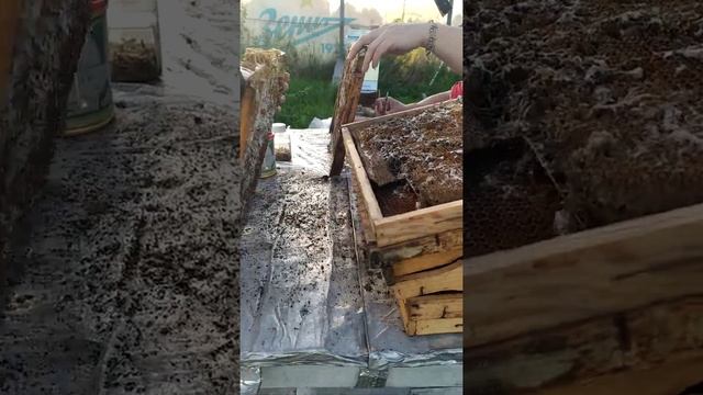 собираем личинок (гусениц) Большой восковой моли (огнёвки) смотреть онлайн